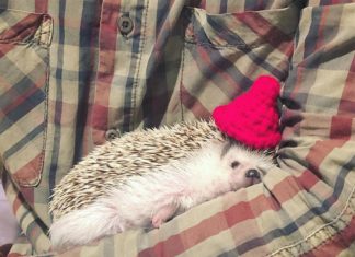 Hedgehog Goes Camping, See His Adorable Tent