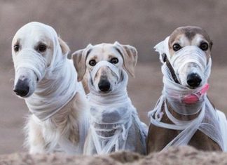 Meet Sighthound Squad: 3 Dogs Who Travel Across Lithuania