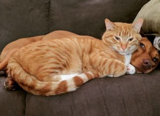 Webcam Captures Cat and Dog While Their Owner Was Away
