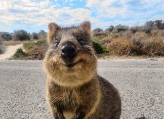 Meet an Adorable Quokka and Take a Quokkaselfie