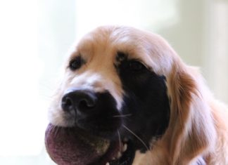 This Golden Retriever Has A Rare Condition That Leaves a Black Mark On His Face