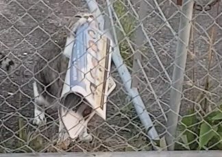 This Woman Catches Her Cat Stealing the Neighbor’s Newspaper