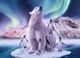 Stunning Animal Portraits Speak for the Endangered Species