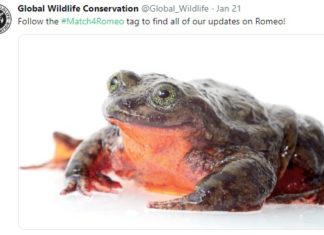 World’s Loneliest Frog Has Finally Found Love