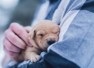 UK Banned Third Party Sales of Puppies and Kittens after Heartbreaking Viral Story