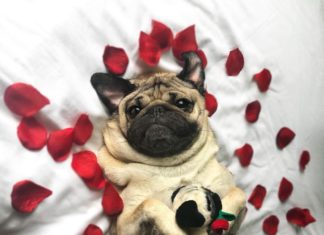 Check Out New Photos of Celebrity Dog, Doug the Pug