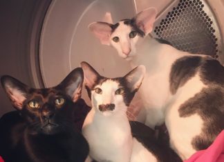 This Shorthair Cat Has Incredibly Long Legs