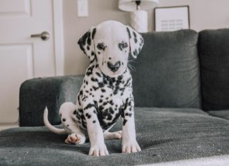 One-Year-Old Dalmatian Has An Adorable Heart Shaped Nose