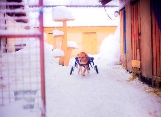 Wedding Photographer Moves to the Countryside and Opens an Animal Shelter