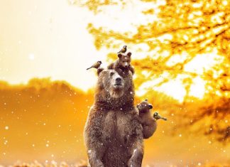 Stunning Portraits Raise Awareness of Endangered Species