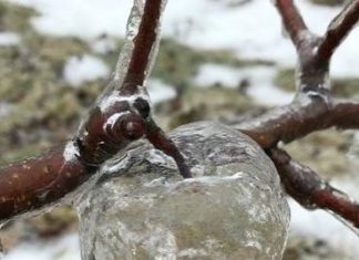 Michigan’s Freezing Rain Has Created Spooky “Ghost Apples”