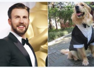 Twitter Account Shows Chris Evans’ Resemblance to a Golden Retriever