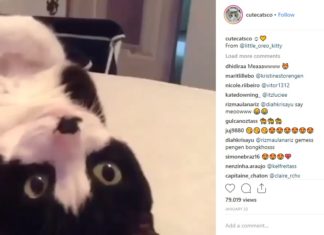 Kitten Sings Along to Nursery Rhyme