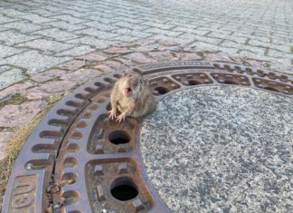 A Rat Trapped In a Sewer Grate Was Rescued By a Firefighter Department