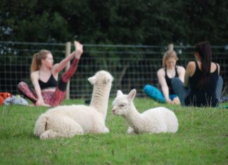This Farm Offers Yoga With Fluffy Alpacas
