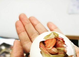 Woman Buys a Fertilized Bird Embryo at a Restaurant – and Raises it