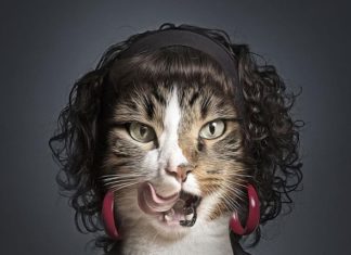 Photographer Shows The Resemblance Between Humans and Pets