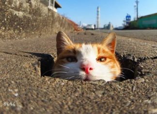 Japanese Photographer Captures Stray Cats Having Fun
