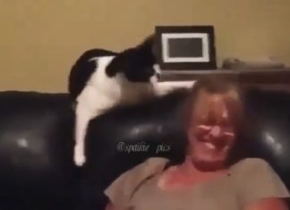 This Kitty Has Some Harsh Words for His Owner