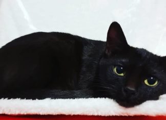 Meet Shuri, The Little Black Warrior Princess