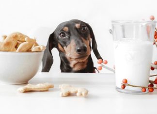 Check out Alfie the Dachshund’s Postcard Collection