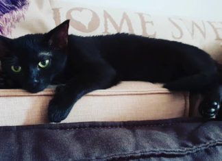 This Black Kitten Was Fighting to Survive, Now She’s Full Of Life