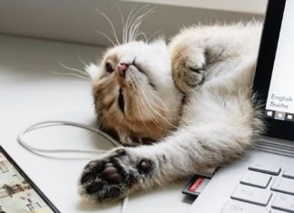 You’ll Want Your Own Catssistant After You Meet Magu