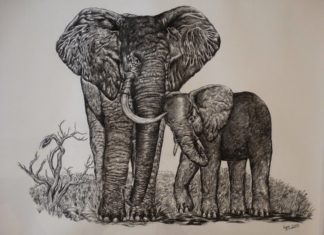 Check Out the Amazing Nature-inspired Drawings Made by a Teenager