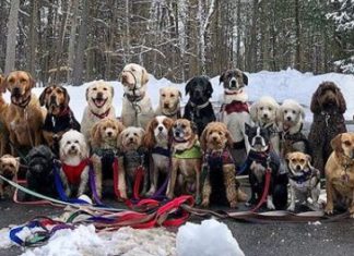 Dogs Take a Group Selfie Every Day After Their ‘Pack Walk’ Together