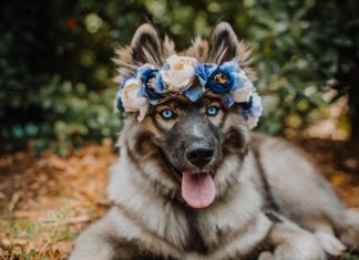 College Professor Makes Flower Crowns for Pets