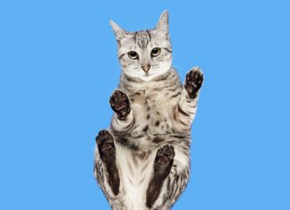 “Underlook”: Cats Captured From a Different Angle