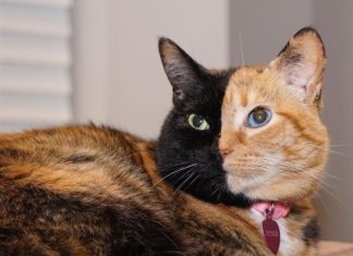 Venus is the Adorable Two-Faced Kitten You Need to See