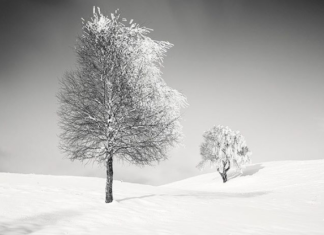 These Black and White Photographs Depict a Winter Wonderland