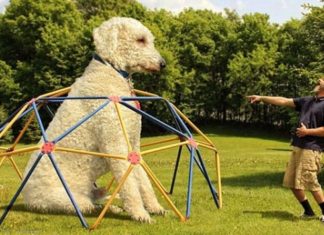 The Adventures of a Photographer and His Giant Dog