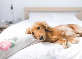 This Miniature Dachshund Is the Latest Instagram Sensation