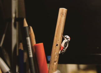 Artist Makes Adorable Micro Birds Out of Polymer Clay