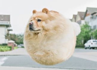 What Would Real-Life Animals Look Like as Balloons?