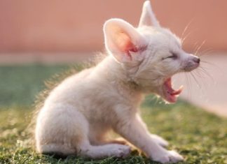 Meet Sommer, the Instafamous Fennec Fox