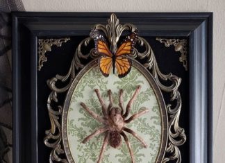Artist Creates Baroque and Gothic Wall Mounts Out Of Spiders
