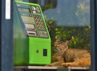 Photographer Captures a Cat Sneaking Into a Phone Booth