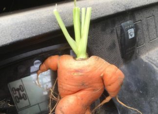 The Insta Account With Ugly Fruit And Vegetables Will Make Your Day The Insta Account With Ugly Fruit And Vegetables Will Make Your Day