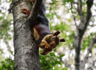 Meet the Malabar Giant: a Beautiful Colorful Squirrel From India