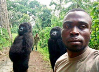 Gorillas Pose With Park Rangers In Heartwarming Photos