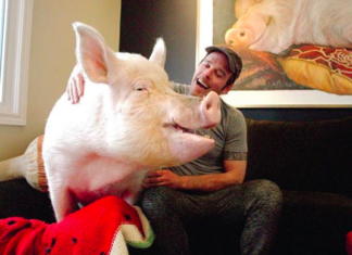 Couple Adopted a Mini-Pig, But Then it Grew to be 650 Lbs
