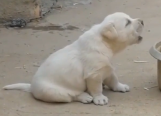 Adorable Puppy Crows Like a Chicken In Viral Video