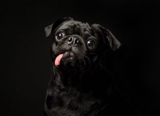 Beautiful Photos of Black Cats and Dogs Help Them Get Adopted