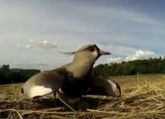 Mama Bird’s Reaction to Tractors Crossing Her Eggs is So Touching