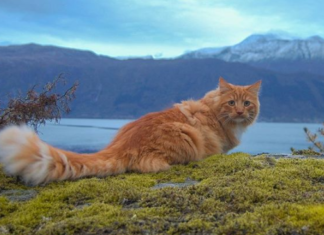 This Could Be the Fluffiest Cat on Instagram