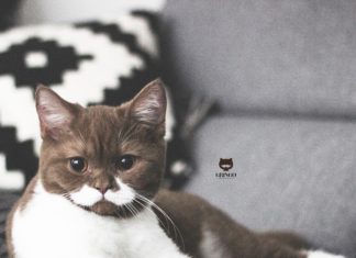 Gringo, The Mustache Cat is the Most Adorable Thing On Instagram Gringo, The Mustache Cat Is The Most Adorable Thing On Instagram