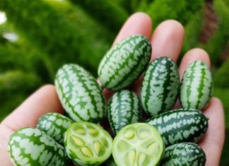 You Can Now Grow Cucamelons – a Mix of Watermelon and Cucumber